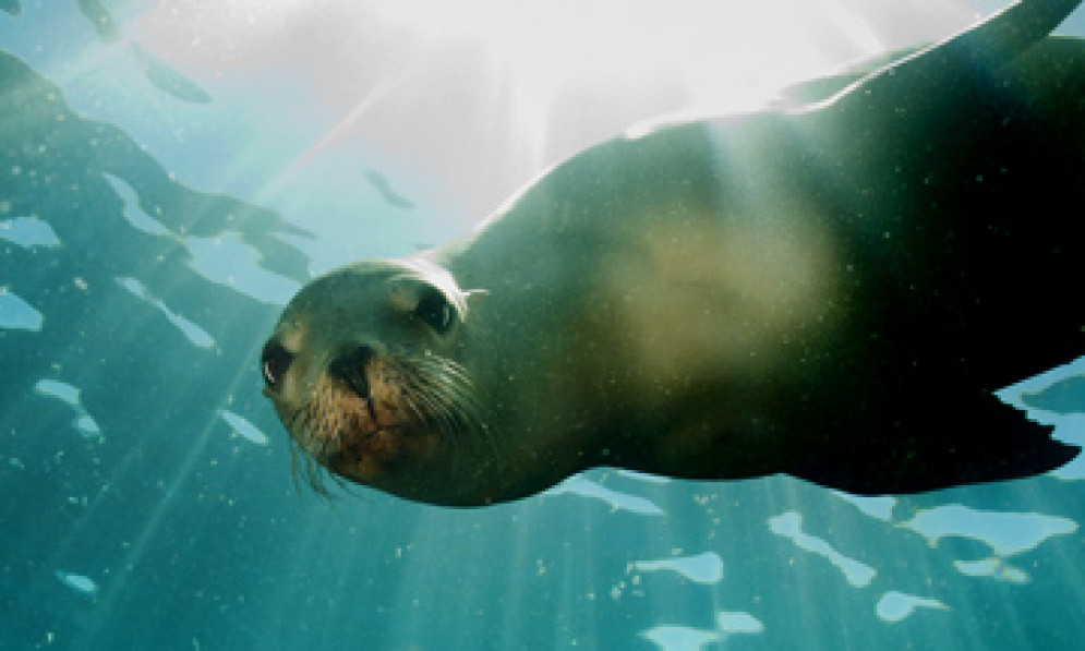A sea lion swimming underwater looking directly at the camera.