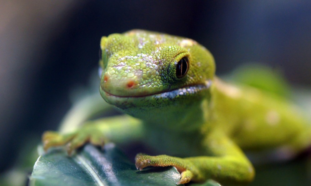 Close up of the Northland green gecko on a plant