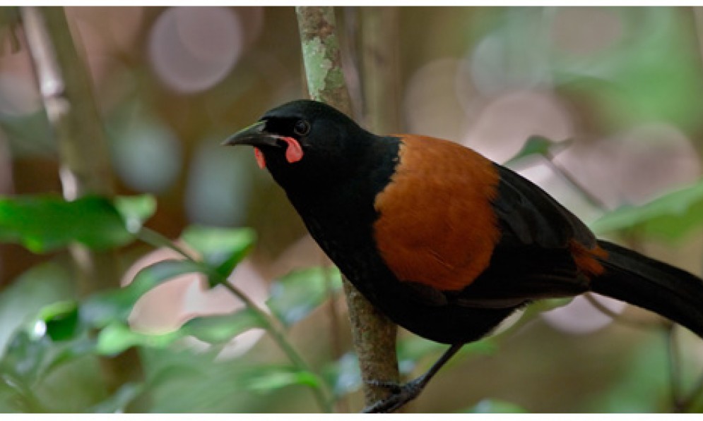 Image result for nz native plants and birds