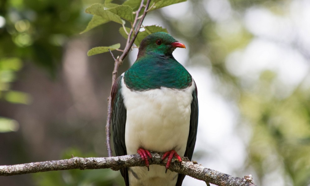 Kererū sitting on a branch