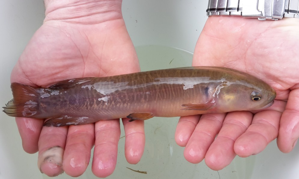 Banded kokopu