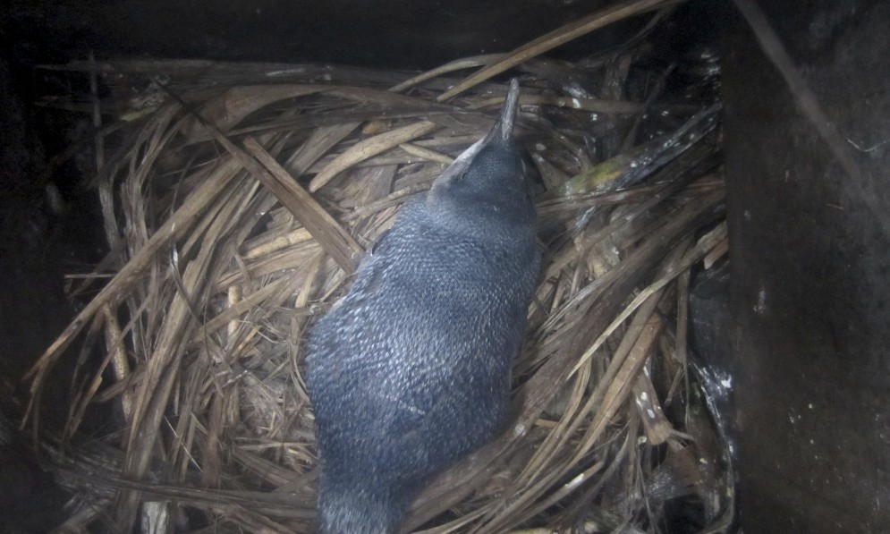 A Blue Penguin nesting