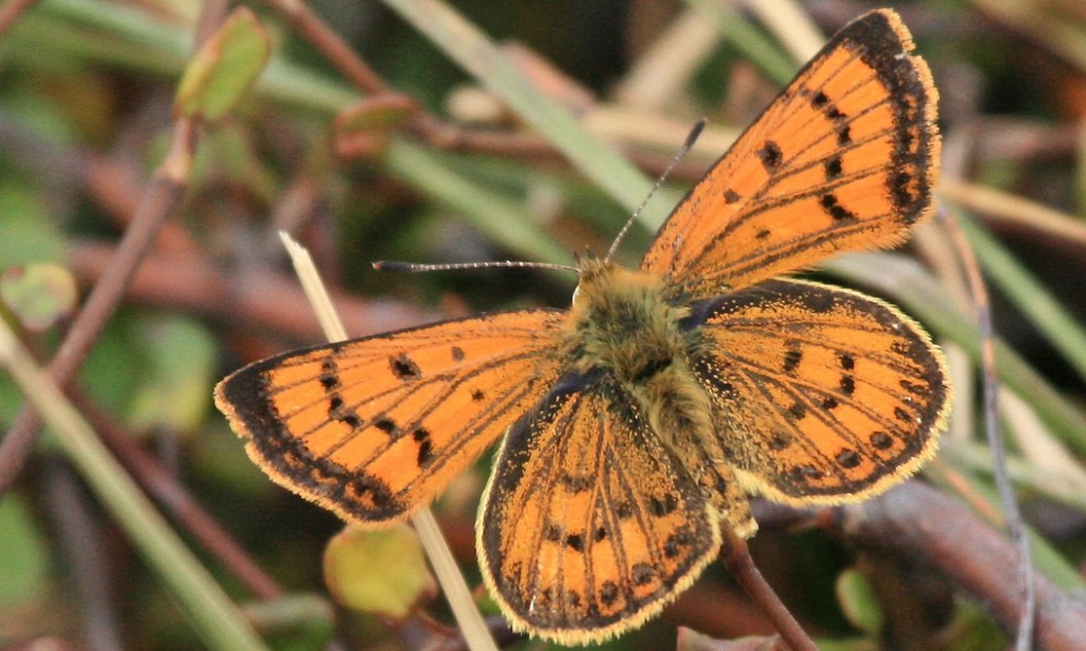 Coastal copper butterfly with wings open showing orange and black markings