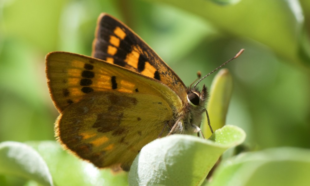 Glade copper butterfly