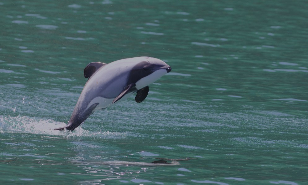 A Hector's dolphin jumps from the water