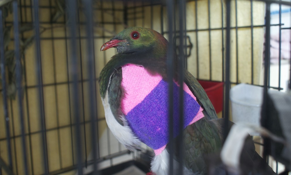 A kereru (wood pigeon) with a purple cast on its wing at The Nest in Wellington