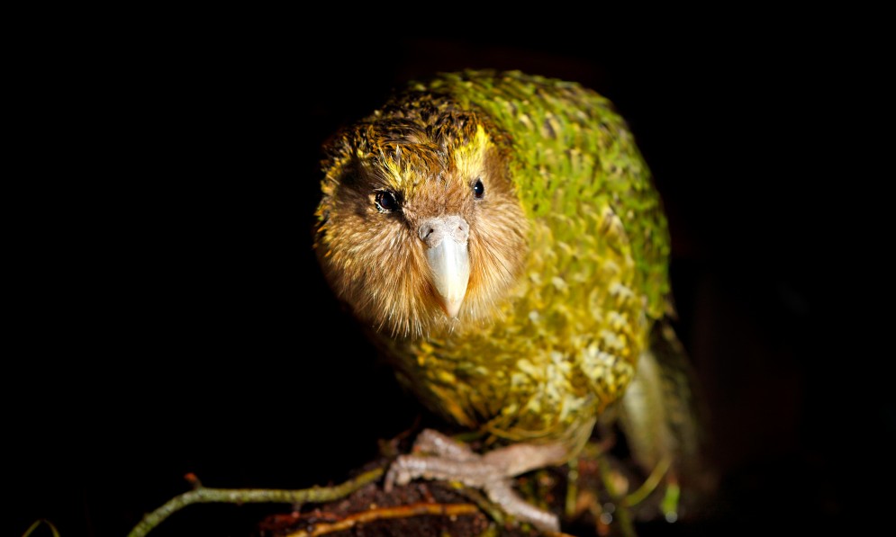 Kakapo on a log
