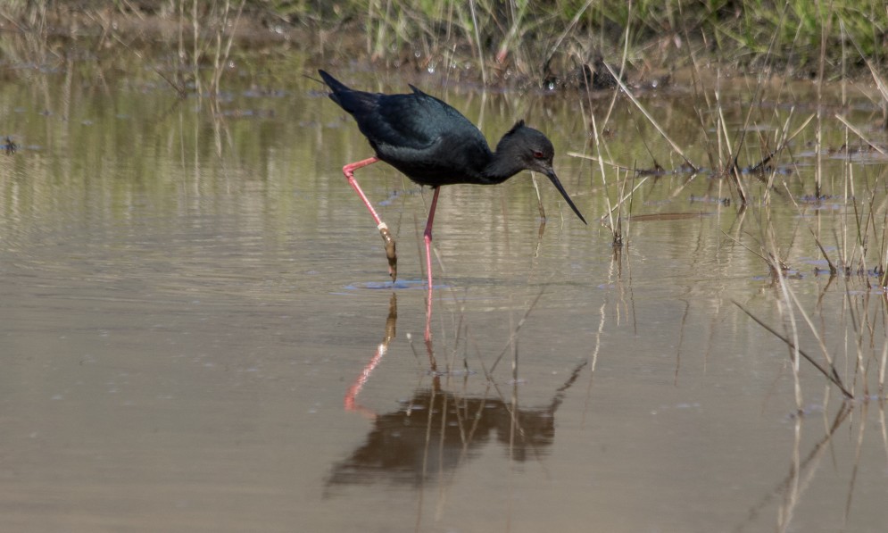 Kaki bird wading in braided river near Glentanner