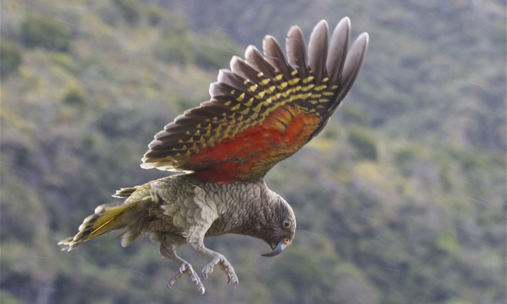 Kea in flight