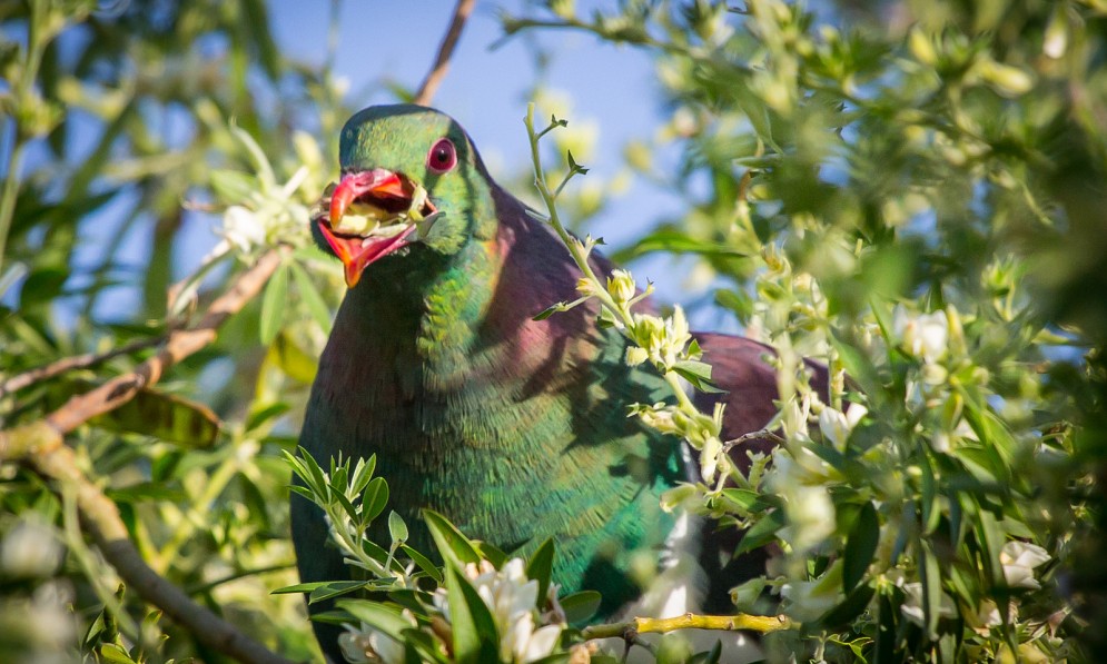 A kereru with its mouth full of leaves