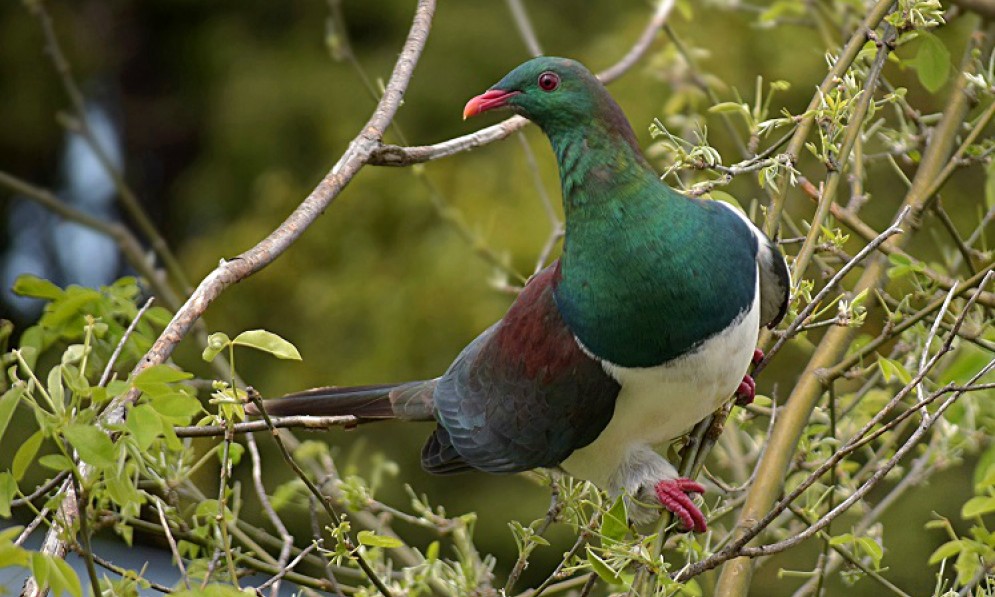 Kereru pigeon