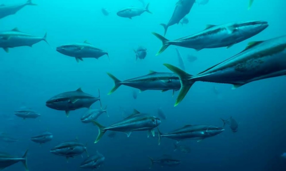 Kingfish school, Mokohinau Islands. Photo credit Kent Remihana.