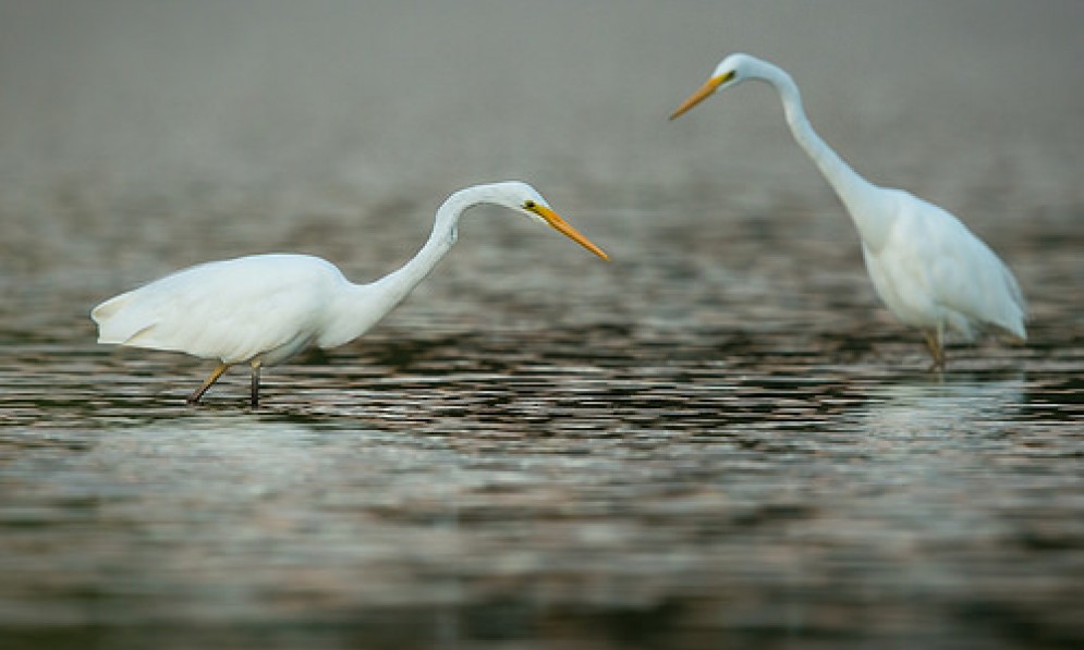 Kotuku (white heron)