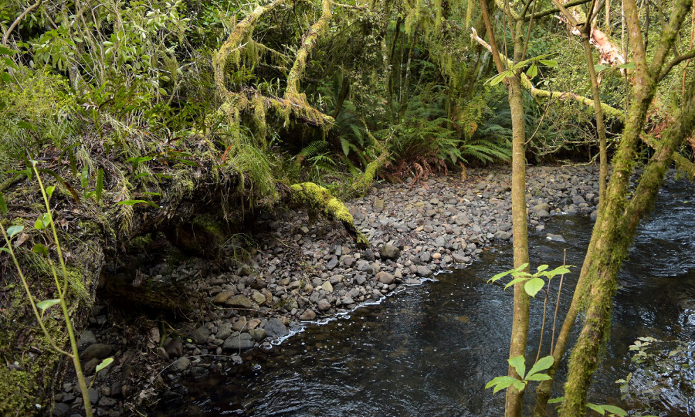 Leith Stream Moores Bush