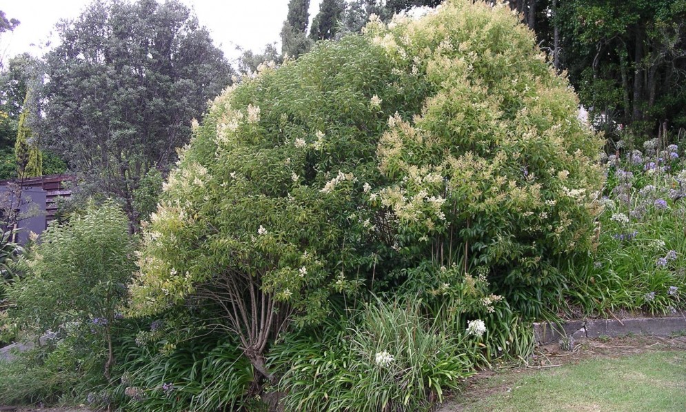 A tree privet bush in flower