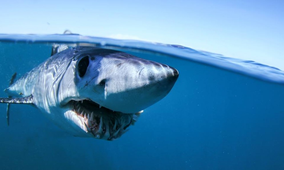 Shortfin Mako Shark