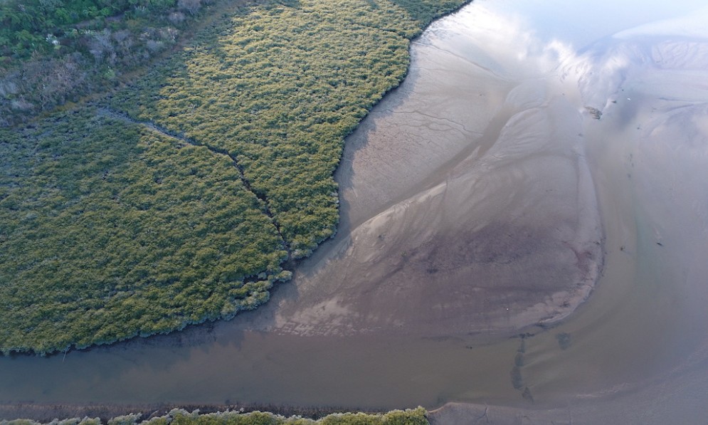 An aerial view of mangroves