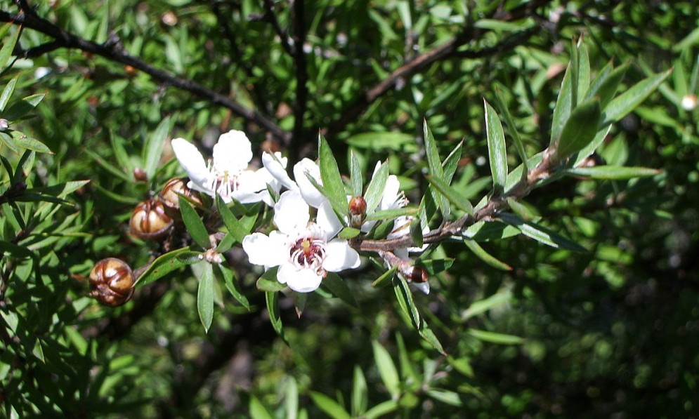 Manuka flowers