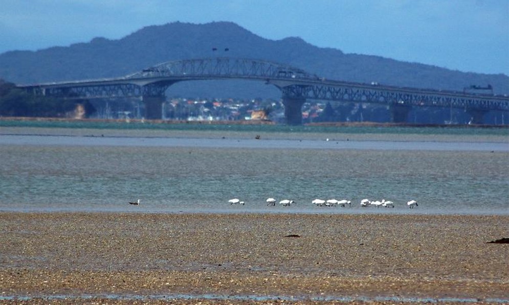 The shell bank with the Harbour Bridge in the background 