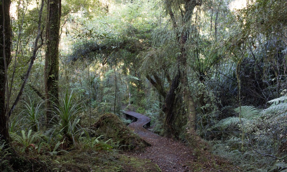 A wooden path cuts through native trees in a forest on the West Coast