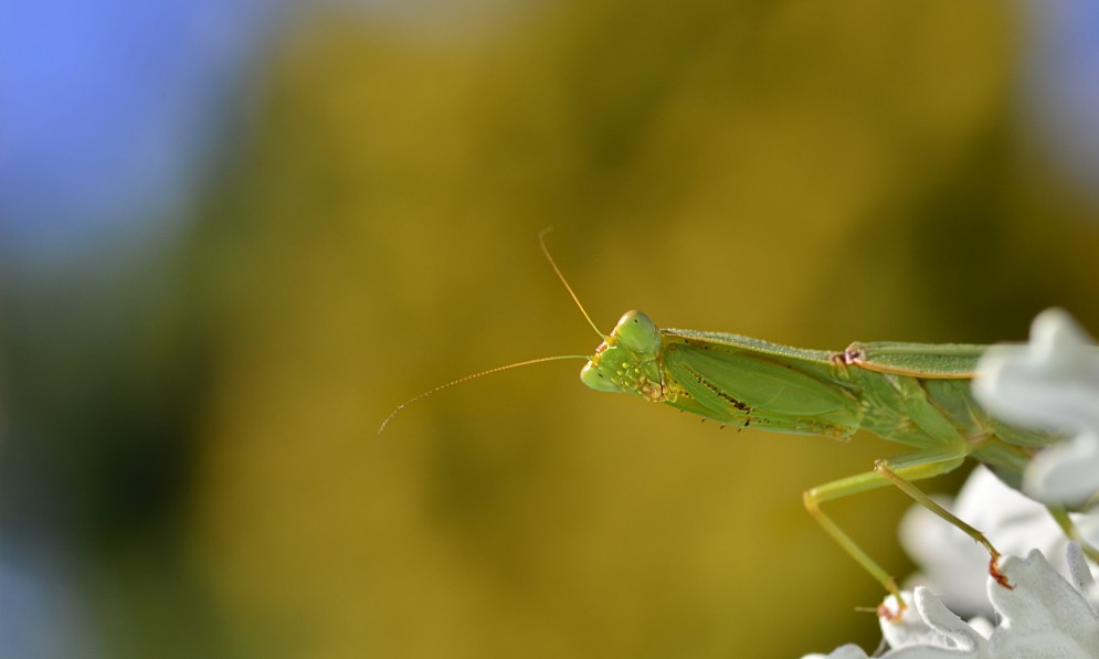 New Zealand's native praying mantis (Orthodera novaezealandiae)