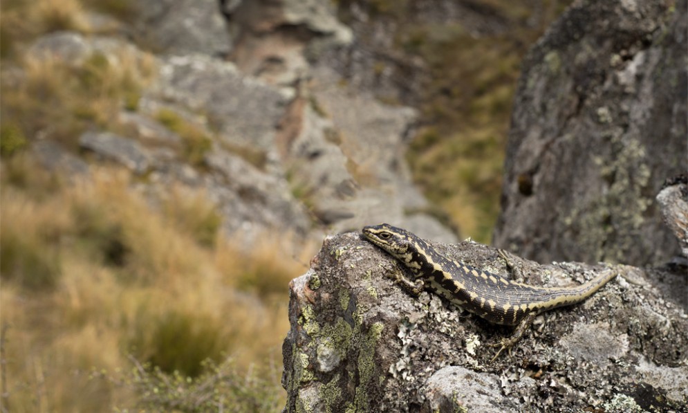 Otago Skink