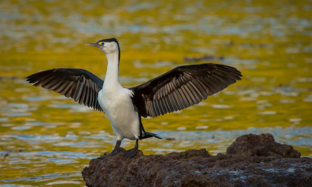 Pied Shag drying it's wings on rock