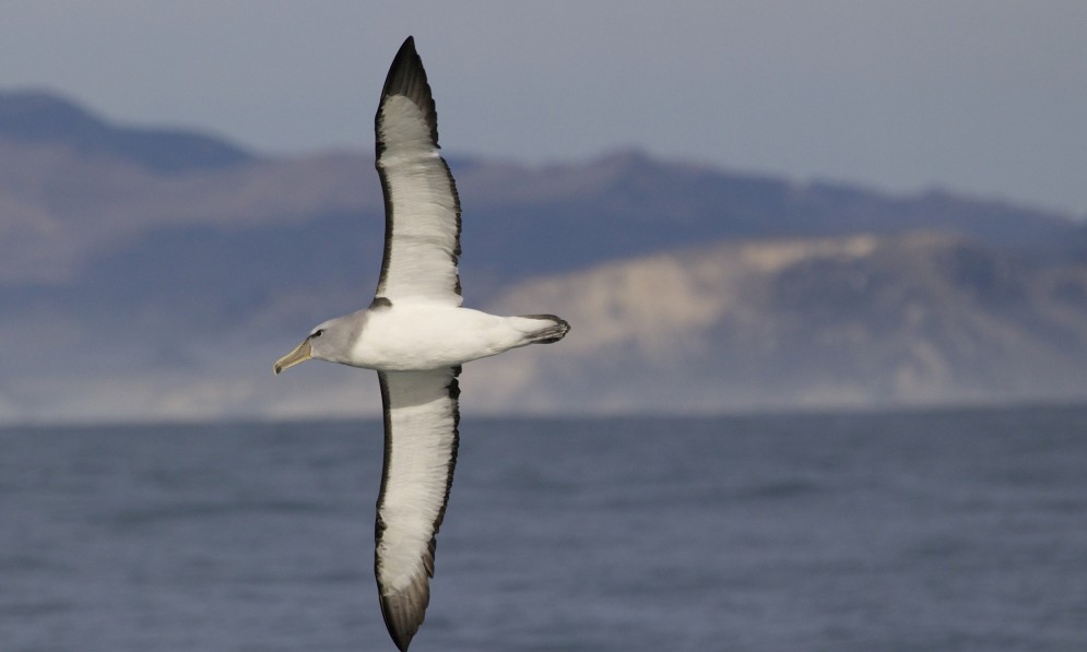 Salvin's mollymawk in flight