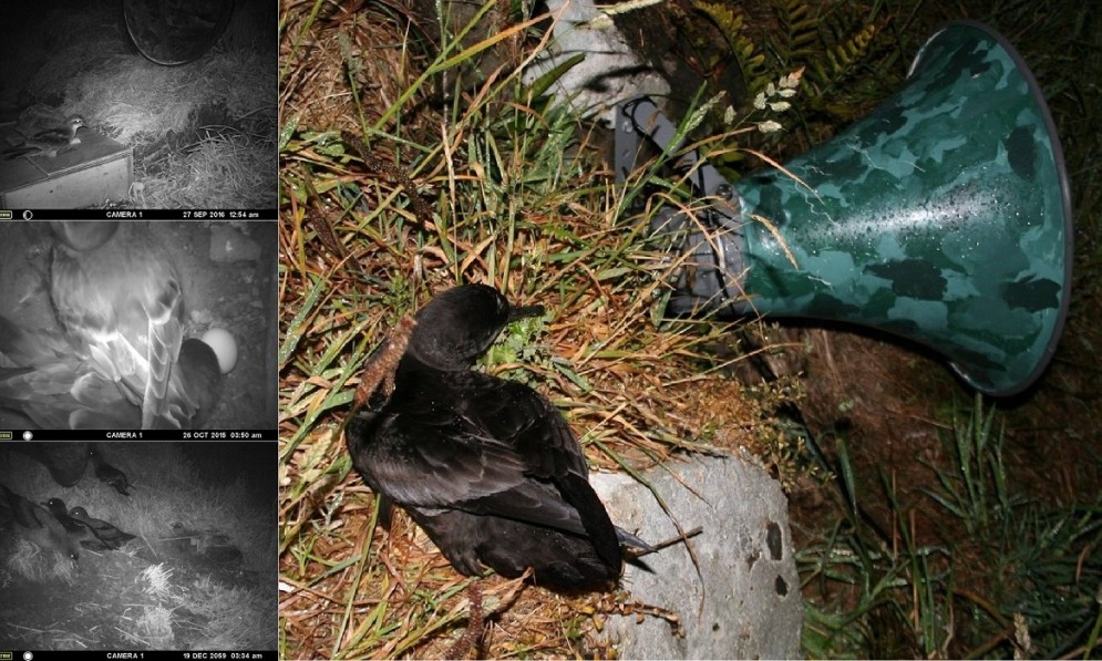 Sooty shearwaters at St Clair Cliffs