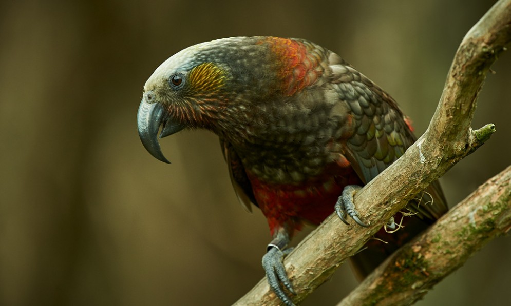 South Island kākā sitting on a branch