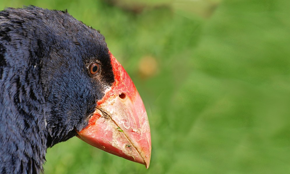 Takahe