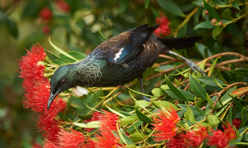 Tui on bright red rata flowers