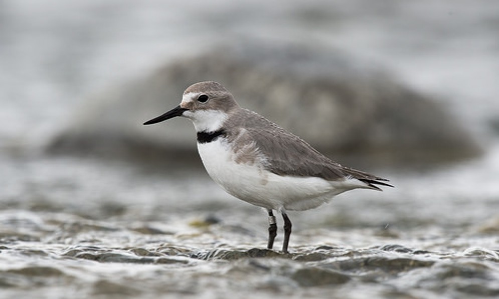 Wrybill