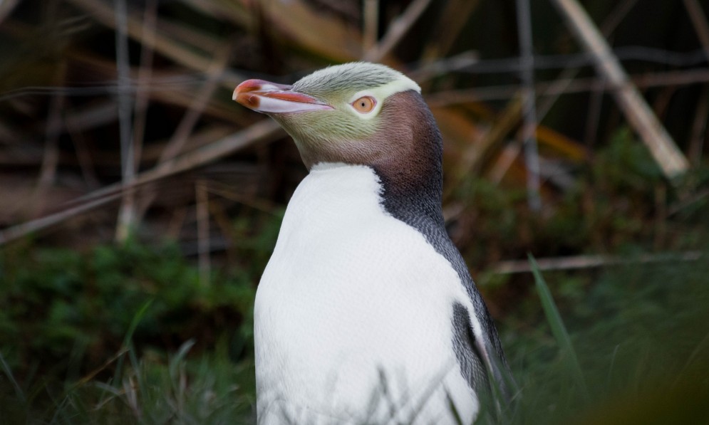 A yellow-eyed penguin (hoiho) 