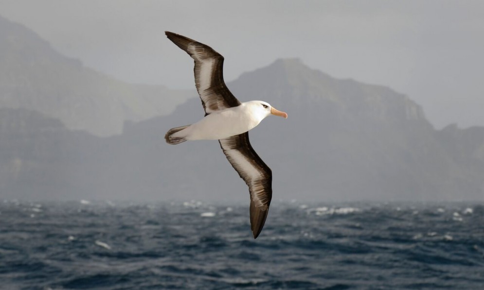 Campbell Island Albatross