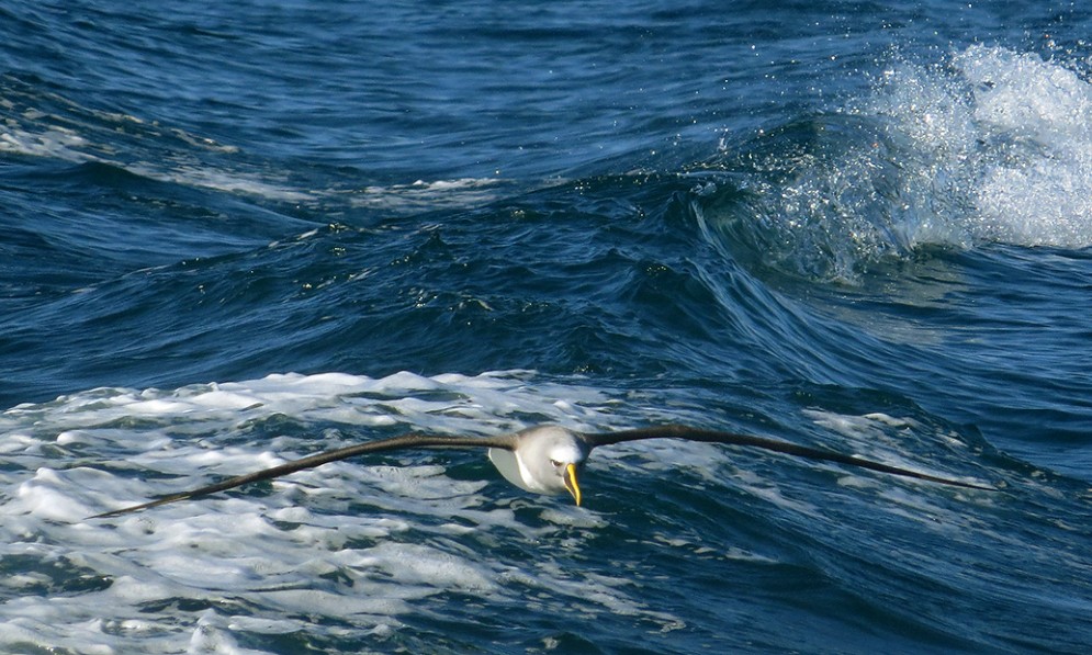 Bullers Albatross