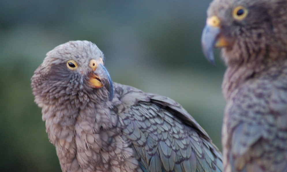 Chattering kea