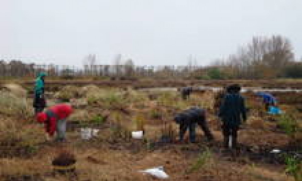 Local conservationists planted several hundred native plants on a wet morning.
