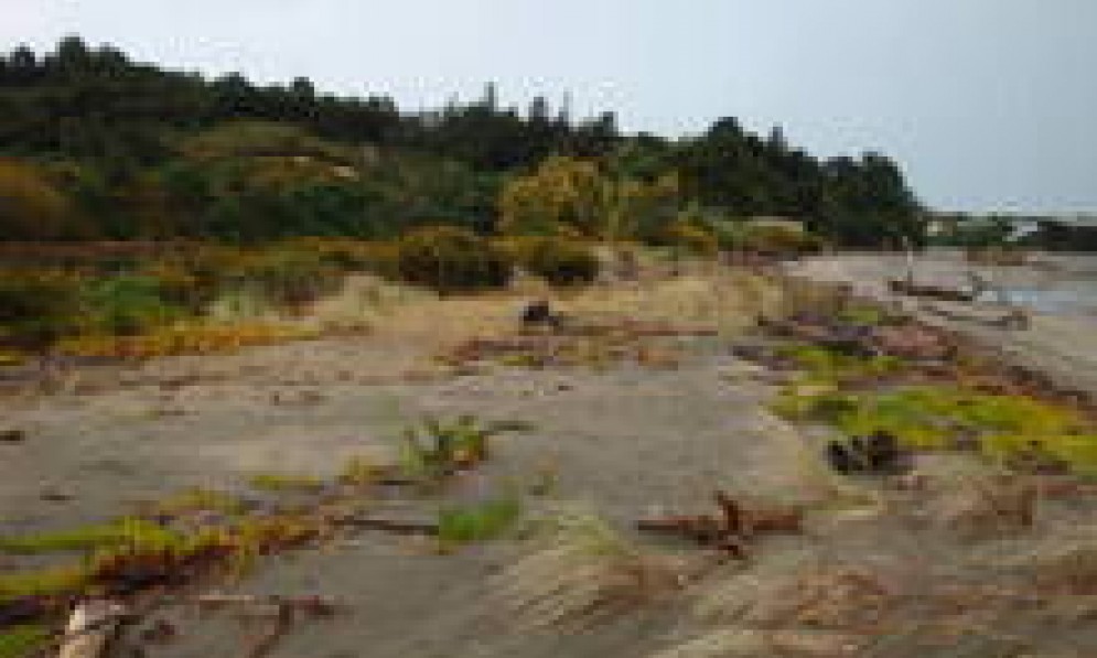 Sand spit at Riwaka River mouth before clearance of weeds; vegetation is almost entirely exotic – marram, ice plant, gorse and broom, etc. This area has now been cleared and replanted in spinifex and pingao.