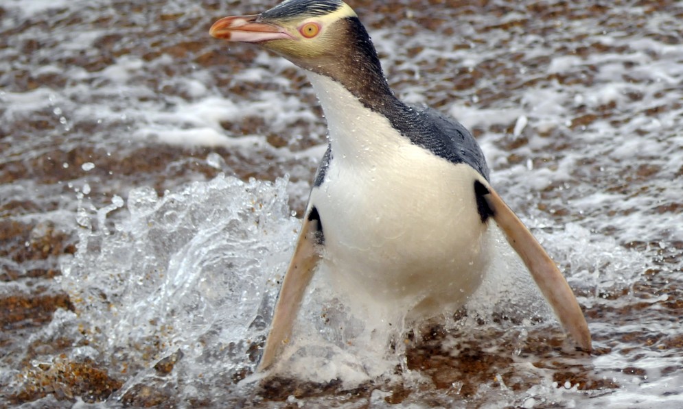 Yellow eyed Penguin