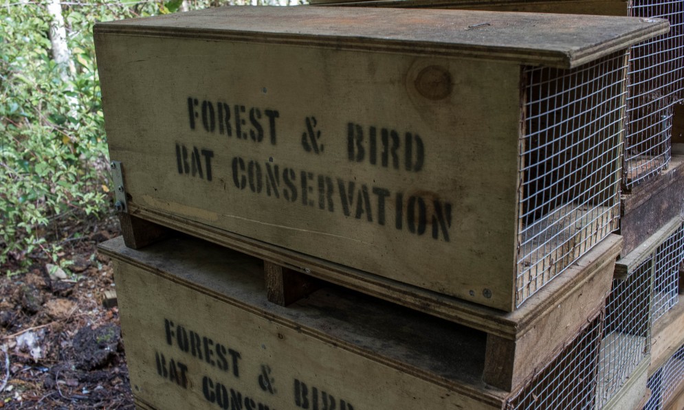 Trapping tunnels at Forest & Bird's Te Hoiere Bat Recovery Project.