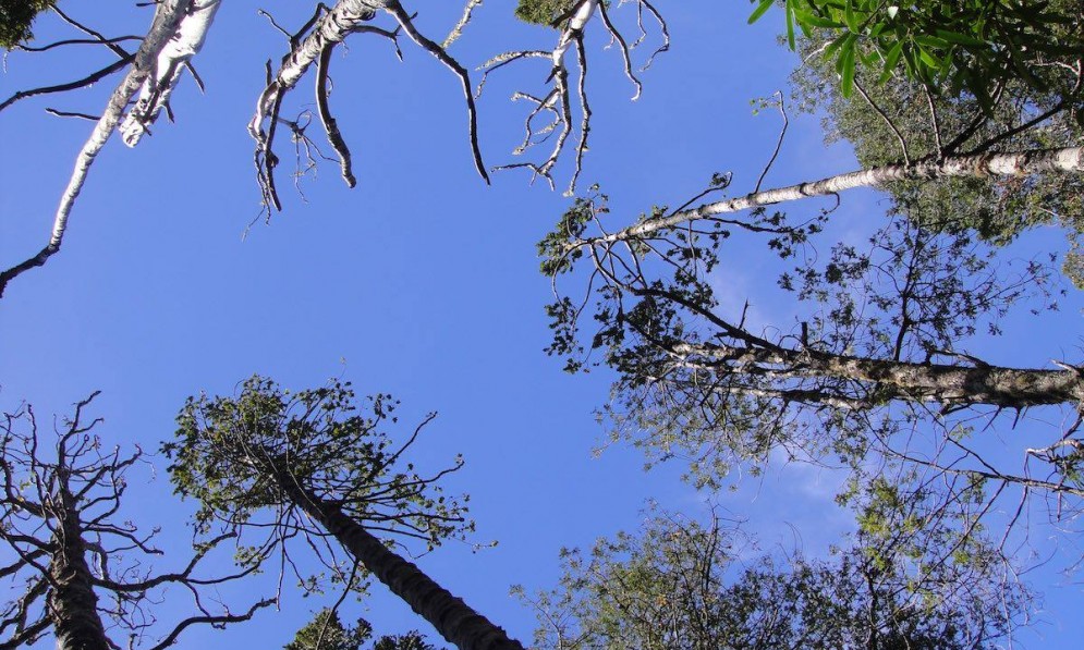 Kauri trees