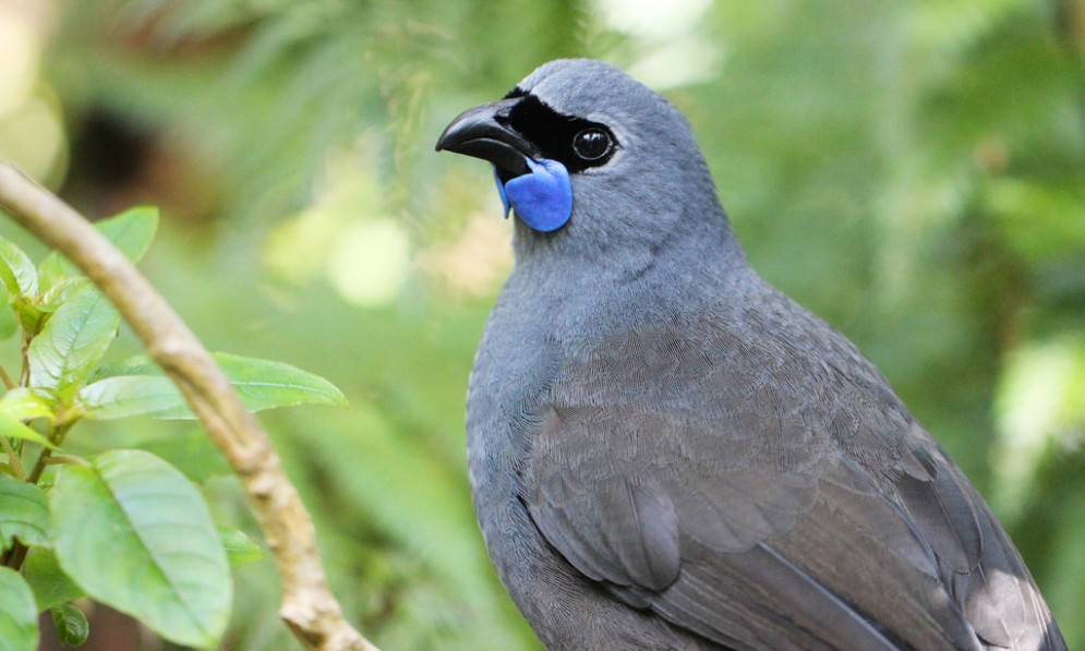 Kōkako