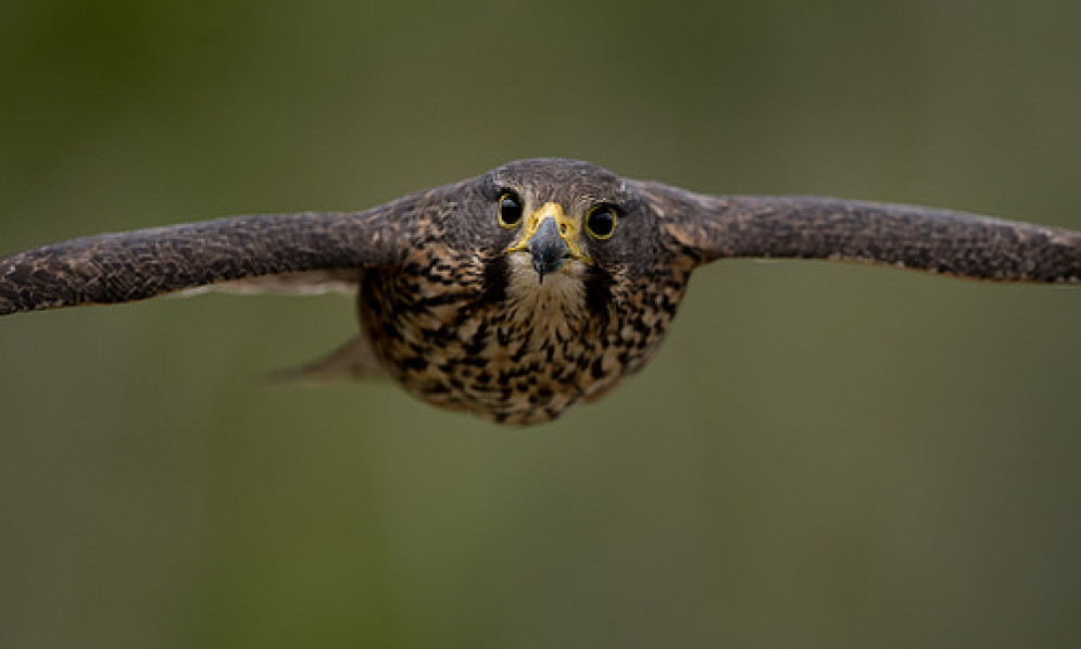 New Zealand falcon, Credit: Craig McKenzie