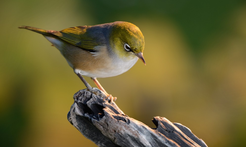 Silvereye sitting on log