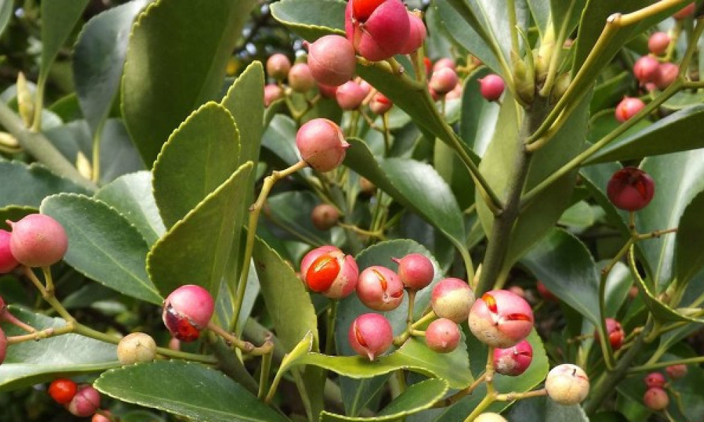 Japanese spindle tree