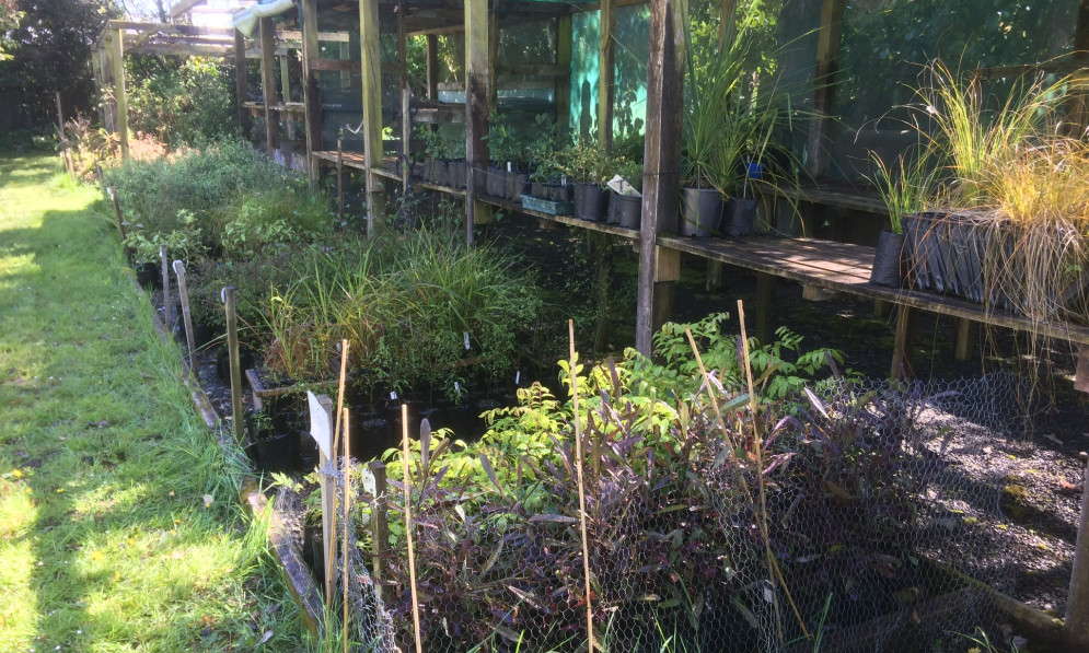 Hasting-Havelock North Native Plant Nursery