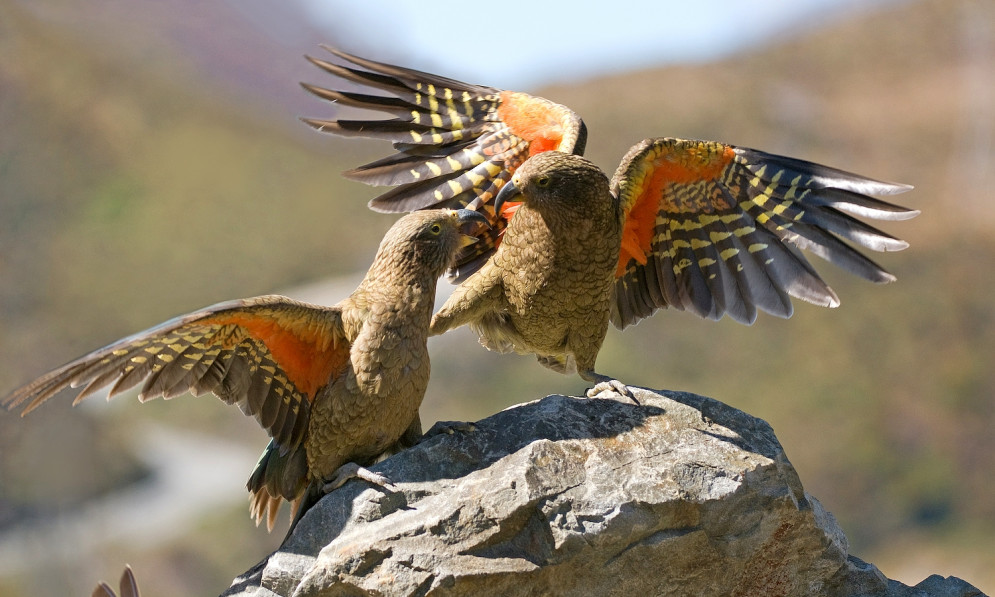 Kea fighting at Arthurs Pass