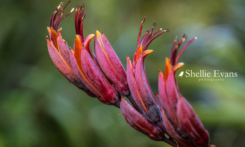 deep red harakeke flower in bloom