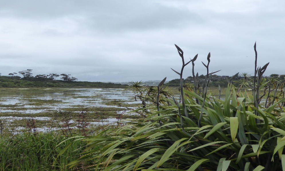 Landscape picture of Tuff Crater wetland